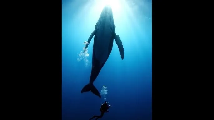 妈妈的朋友2 字幕 - 深蓝星球：探索海洋深处的未知世界